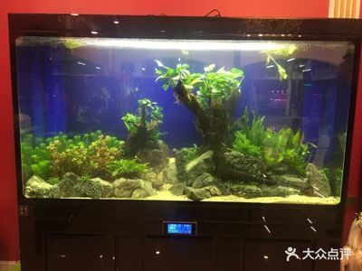 森森和名人魚缸哪個好 森森魚缸