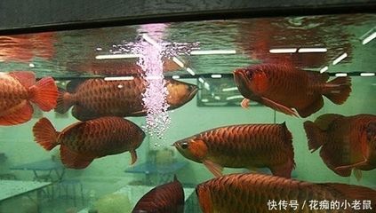 2條紅龍魚如何混養(yǎng) 龍魚百科 第2張