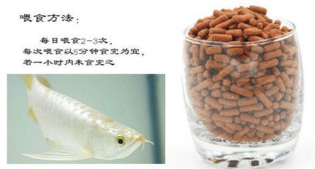 龍魚怎么喂食安全 龍魚百科 第2張