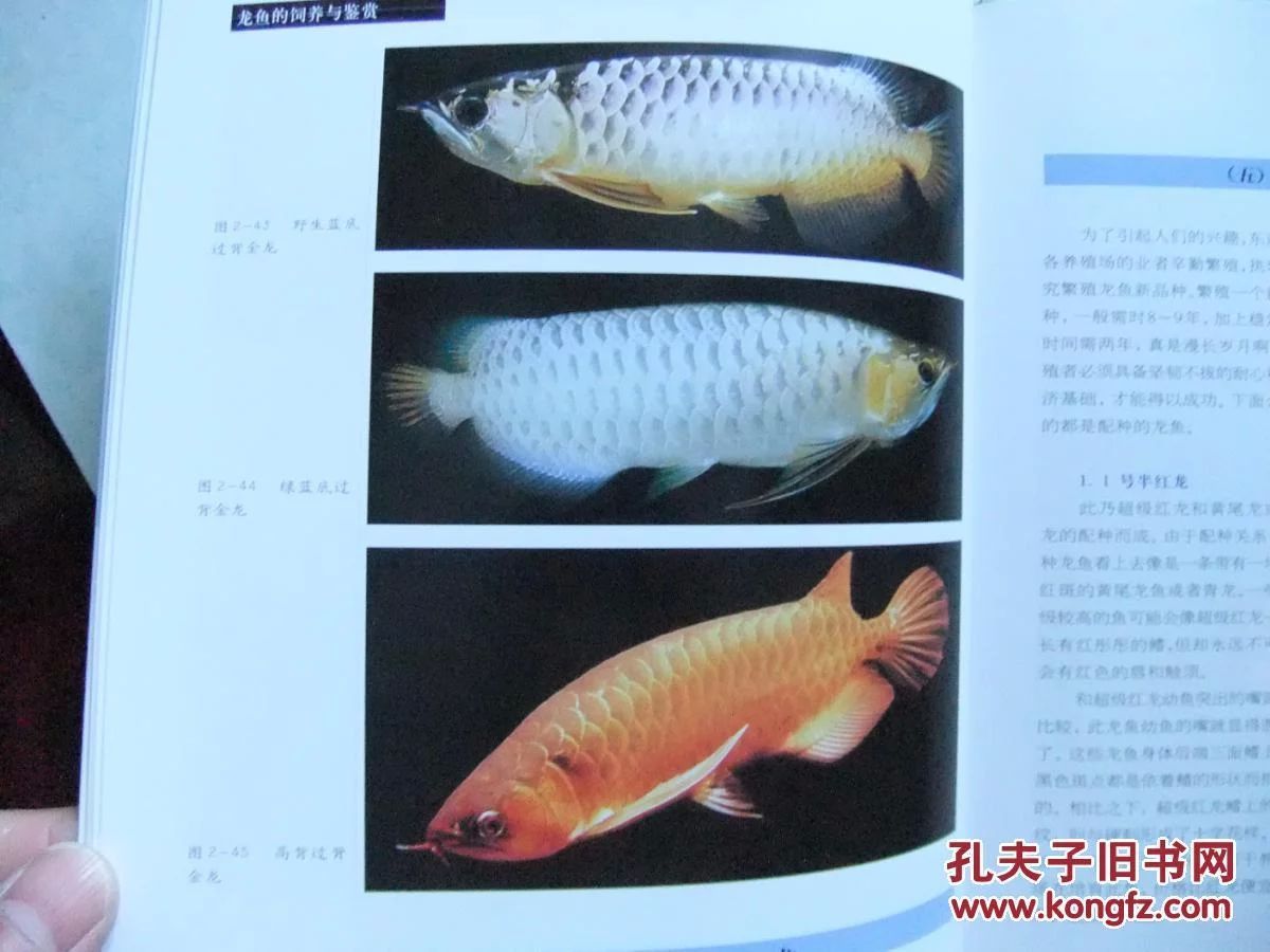 龍魚的飼養(yǎng)與鑒賞作文三年級上冊 龍魚百科 第3張