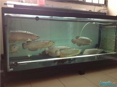 金龍魚和什么魚一起養(yǎng)