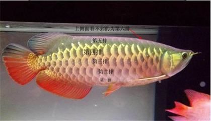 金龍魚 紅龍魚 缺點