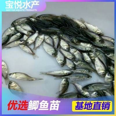 龍魚魚苗價格多少錢 龍魚百科