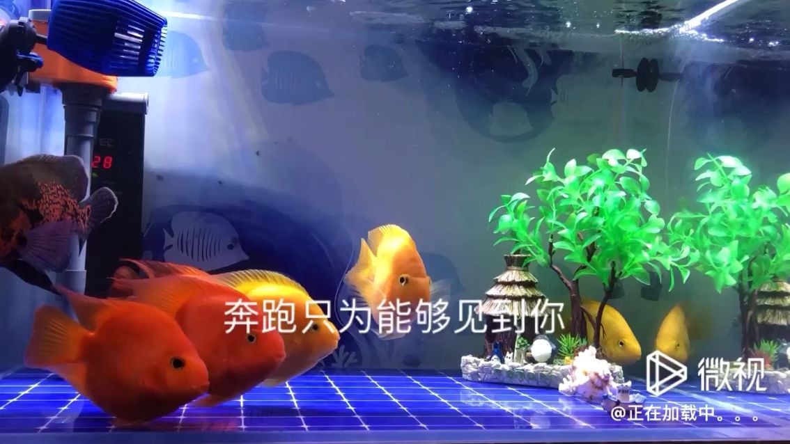 歡樂養(yǎng)魚第13棒 觀賞魚論壇