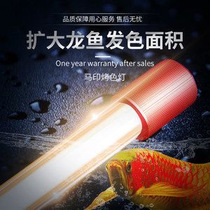 紅龍魚黃燈和白燈區(qū)別 龍魚百科 第2張