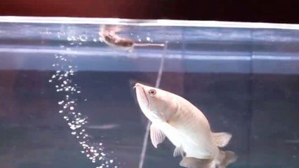 龍魚(yú)吃老鼠怎么消化