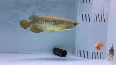 養(yǎng)金龍魚用什么水 龍魚百科 第1張