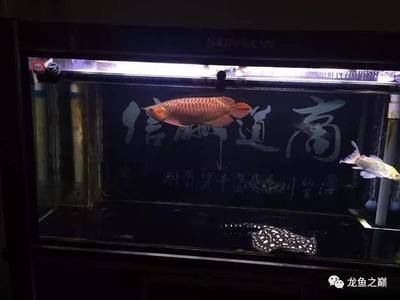 龍魚紅燈和白燈怎么擺放 龍魚百科 第1張