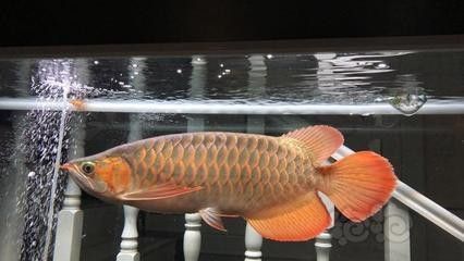 龍魚能吃蘋果嗎 龍魚百科