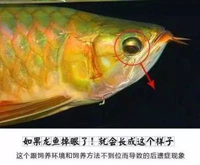 龍魚掉眼的危害是什么癥狀 龍魚百科 第2張