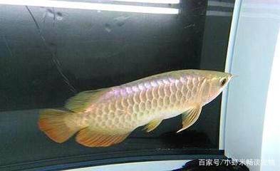 白色金龍魚(yú)是什么樣子的魚(yú) 龍魚(yú)百科 第2張