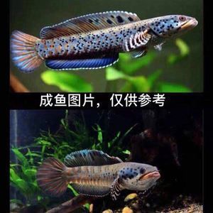 奶茶雷龍公魚好看還是母魚好看呢