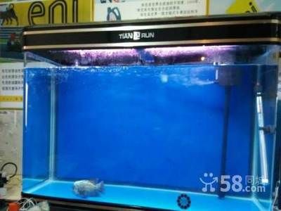 40公分的魚缸可以養(yǎng)龍魚嗎 龍魚百科 第2張