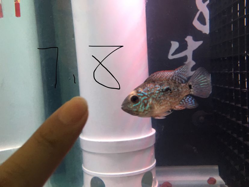 4條丑魚 觀賞魚論壇 第1張