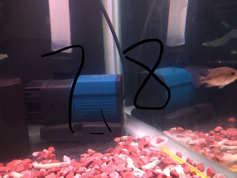 4條丑魚 觀賞魚論壇 第3張