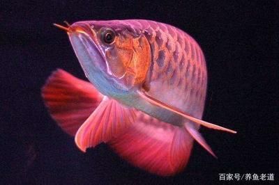 龍魚蒙眼病治療方法有哪些 龍魚百科 第2張