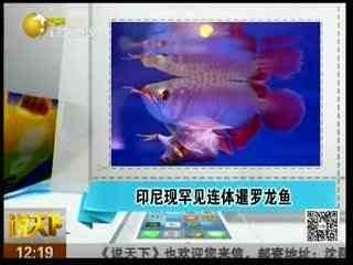 龍魚?？瘯? title=