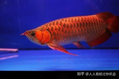 國(guó)內(nèi)紅龍魚(yú)繁殖基地在哪里