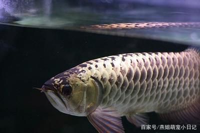 金頭龍魚多少錢一條 龍魚百科 第3張