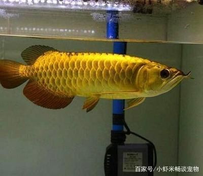 金龍魚燈管擺放位置 龍魚百科