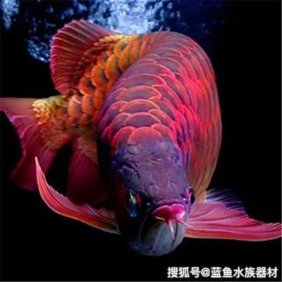 龍魚多久變紅 龍魚百科 第2張