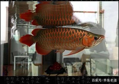 龍魚怎么養(yǎng)及喂養(yǎng)技巧魚缸哪個品牌好 龍魚百科 第2張