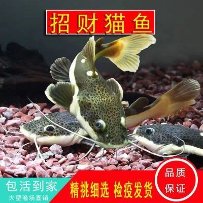 龍魚驅蟲和檢疫哪個好一點 龍魚百科