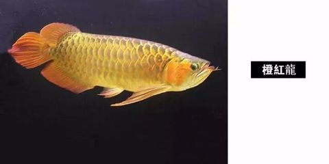 龍魚(yú)圖鑒種類有哪些 龍魚(yú)百科