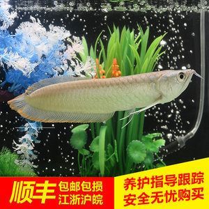 龍魚怎么養(yǎng)出狀態(tài)快一點(diǎn)呢