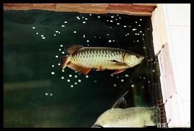 龍魚(yú)追咬虎魚(yú)怎么不讓他追咬 龍魚(yú)百科 第1張