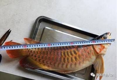 養(yǎng)龍魚喂什么食物成本低呢