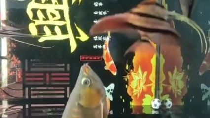 龍魚不停張嘴閉嘴 龍魚百科 第1張