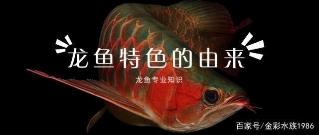 龍魚怕紅色嗎