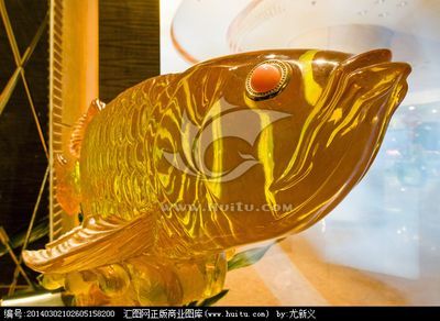 金龍魚(yú)怎么樣才爬背上色快 龍魚(yú)百科 第1張