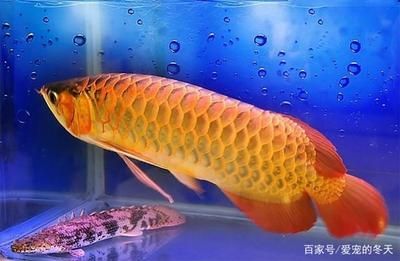 金龍魚珠鱗是指哪里 龍魚百科 第2張