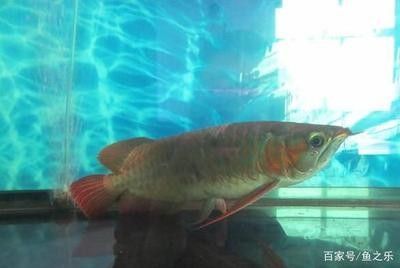 龍魚(yú)是什么寓意與象征 龍魚(yú)百科