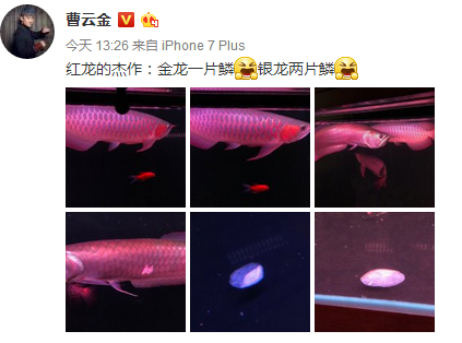 紅龍魚掉了片鱗怎么辦 龍魚百科