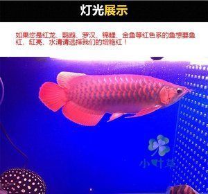 紅龍魚專用燈怎么用圖解