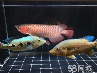 紅龍魚在魚缸中部游是什么情況？ 龍魚百科 第3張