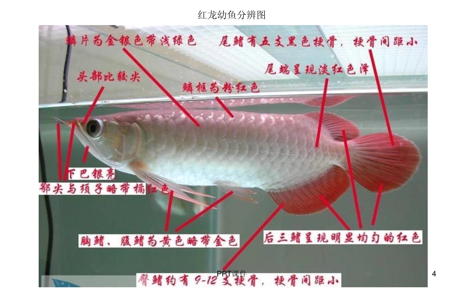 龍魚種類區(qū)別及價格表圖