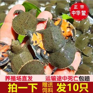 養(yǎng)龍魚攻略