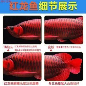 龍魚苗子練手好不好 龍魚百科