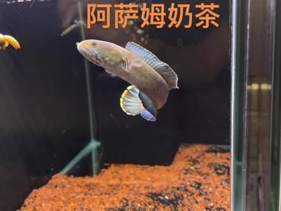 奶茶雷龍魚怎么配對(duì)繁殖 龍魚百科 第1張