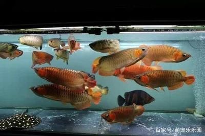 紅龍魚底色發(fā)綠怎么回事