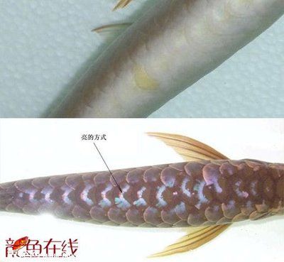 金龍魚怎樣上色快些 龍魚百科 第2張