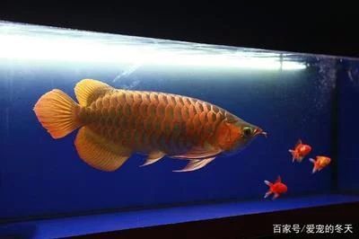 龍魚(yú)的眼睛是紅顏色的嗎