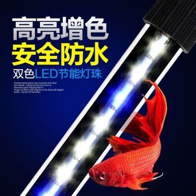 龍魚(yú)適合用什么燈 龍魚(yú)百科 第1張