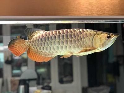 龍魚(yú)在哪里買比較好