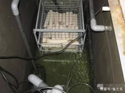 養(yǎng)龍魚用什么過濾材料比較好 龍魚百科 第1張