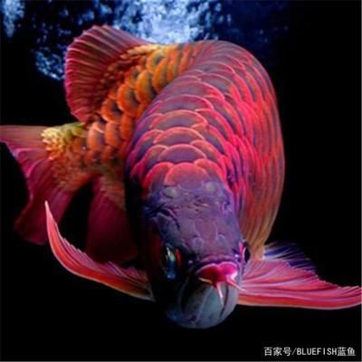 養(yǎng)龍魚的方法有哪些